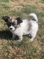 Jasper, a male Papillon for sale in Tiskilwa, IL – Photo 9 of 10