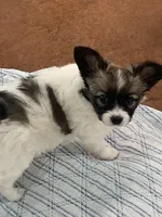 Jasper, a male Papillon for sale in Tiskilwa, IL – Photo 7 of 10