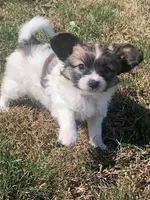 Jasper, a male Papillon for sale in Tiskilwa, IL – Photo 10 of 10