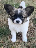 Jasper, a male Papillon for sale in Tiskilwa, IL – Photo 6 of 10