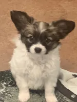 Jasper, a male Papillon for sale in Tiskilwa, IL – Photo 1 of 10