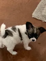 Jasper, a male Papillon for sale in Tiskilwa, IL – Photo 5 of 10