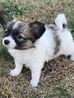Jasper, a male Papillon for sale in Tiskilwa, IL – Photo 4 of 10