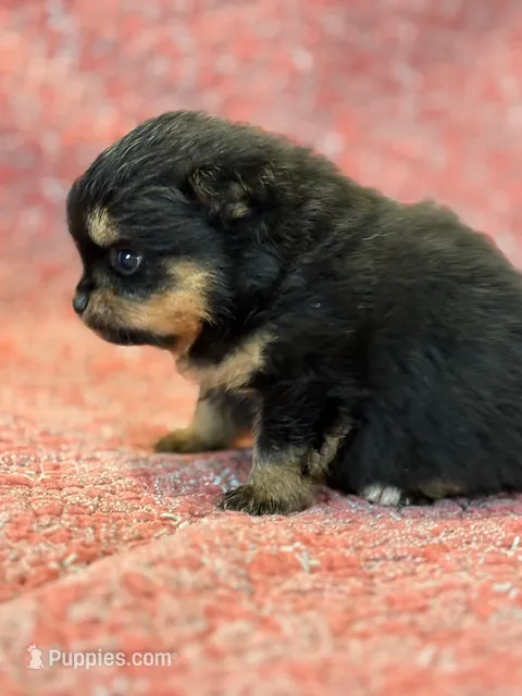 Finn – Pomeranian puppy for sale in Tiskilwa, IL