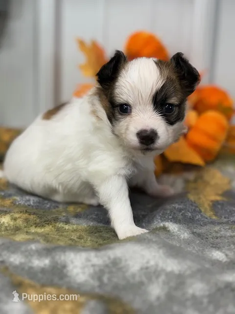 Louie – Papillon puppy for sale in Tiskilwa, IL