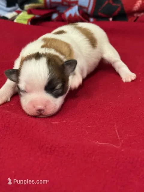 Louie – Papillon puppy for sale in Tiskilwa, IL