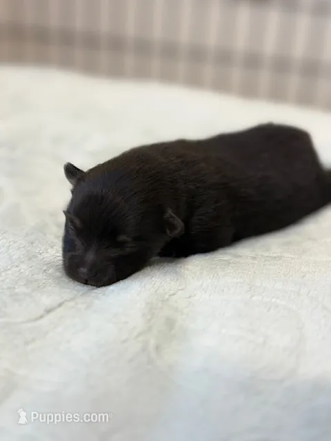 Haley – Pomeranian puppy for sale in Tiskilwa, IL