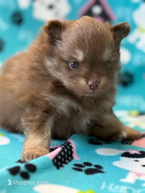 Romeo – Pomeranian puppy for sale in Tiskilwa, IL