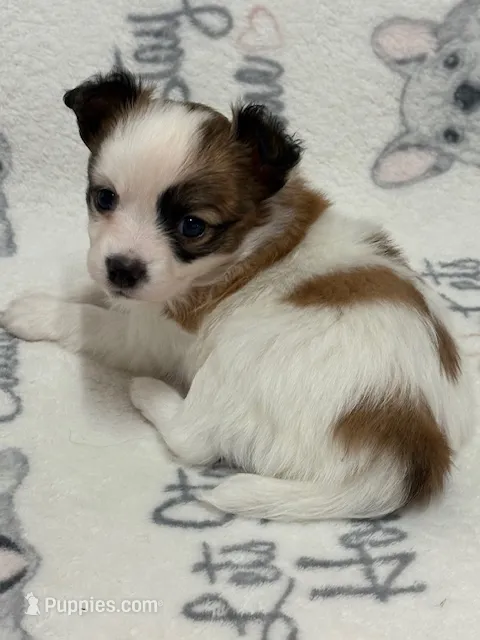 Louie – Papillon puppy for sale in Tiskilwa, IL