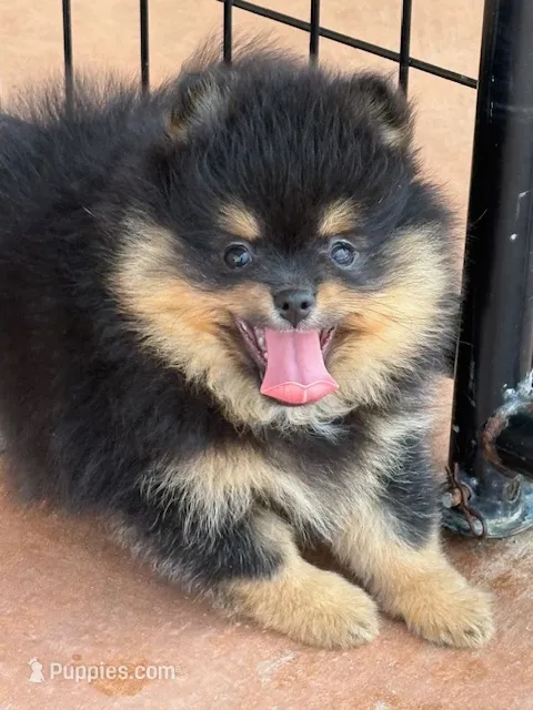Champion Lineage!! – Pomeranian puppy for sale in Tiskilwa, IL
