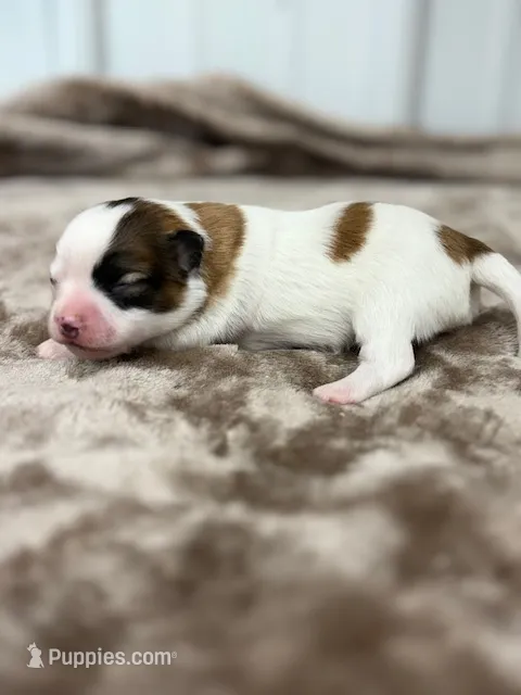 Louie – Papillon puppy for sale in Tiskilwa, IL
