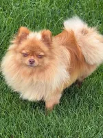 Daizy, a female Pomeranian for sale in Tiskilwa, IL – 1 of 3