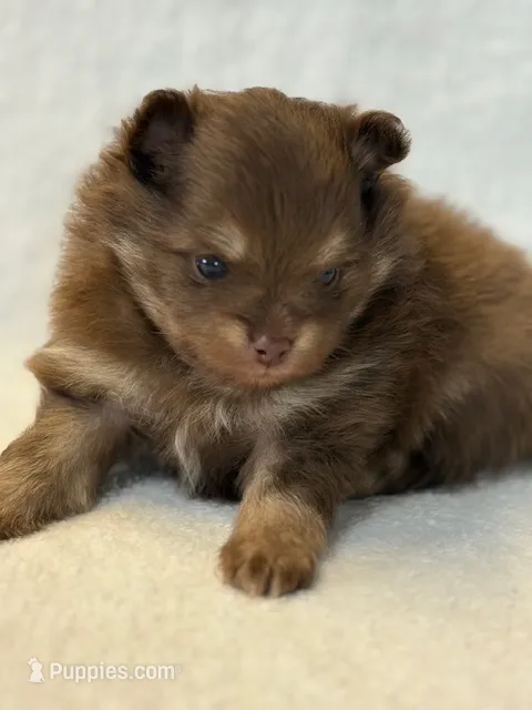 Romeo – Pomeranian puppy for sale in Tiskilwa, IL