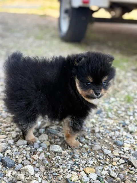 Champion Lineage!! – Pomeranian puppy for sale in Tiskilwa, IL