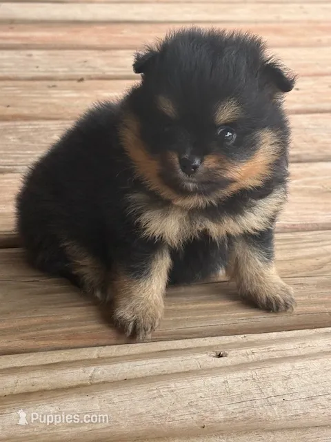 Champion Lineage!! – Pomeranian puppy for sale in Tiskilwa, IL