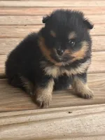 Champion Lineage!!, a male Pomeranian for sale in Tiskilwa, IL – 1 of 9