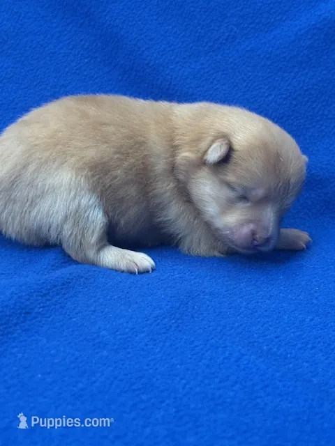 Lexy – Pomeranian puppy for sale in Tiskilwa, IL