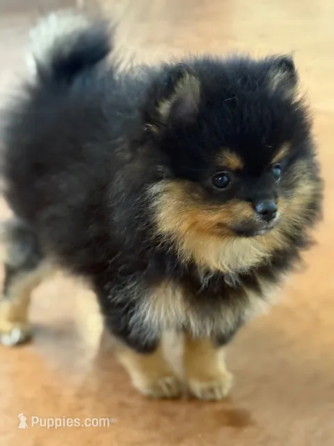 Champion Lineage!! – Pomeranian puppy for sale in Tiskilwa, IL