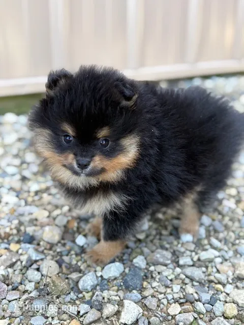 Champion Lineage!! – Pomeranian puppy for sale in Tiskilwa, IL