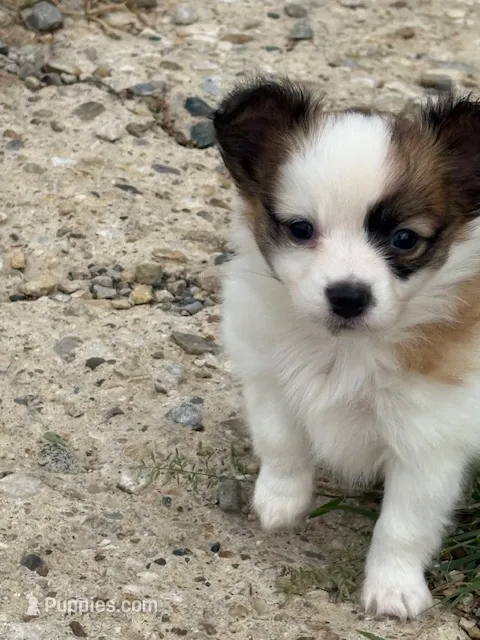 Louie – Papillon puppy for sale in Tiskilwa, IL