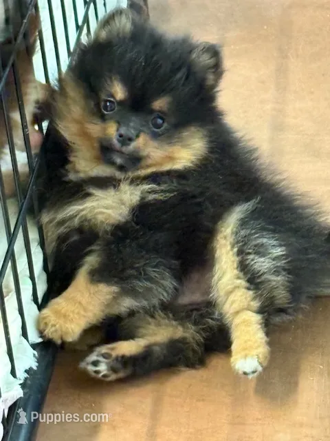 Champion Lineage!! – Pomeranian puppy for sale in Tiskilwa, IL