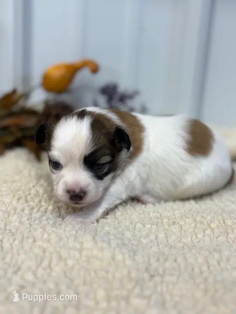 Louie – Papillon puppy for sale in Tiskilwa, IL