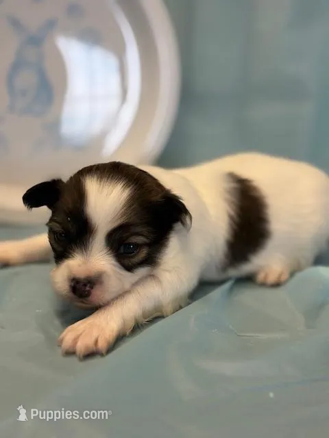 Cocoa – Papillon puppy for sale in Tiskilwa, IL