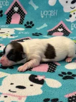 Cocoa, a female Papillon for sale in Tiskilwa, IL – Photo 2 of 4