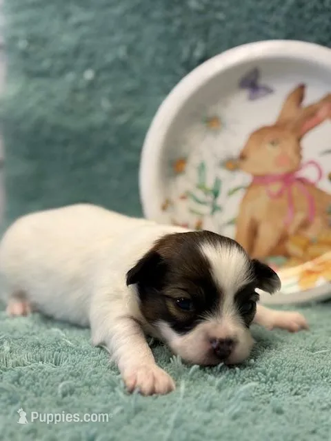 Cocoa – Papillon puppy for sale in Tiskilwa, IL