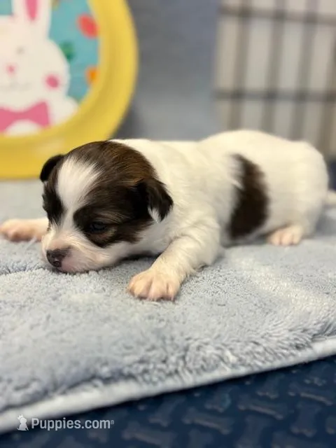 Cocoa – Papillon puppy for sale in Tiskilwa, IL