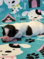 Cocoa, a female Papillon for sale in Tiskilwa, IL – Photo 1 of 4
