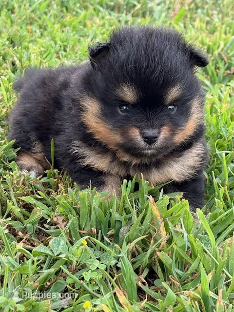 Finn – Pomeranian puppy for sale in Tiskilwa, IL