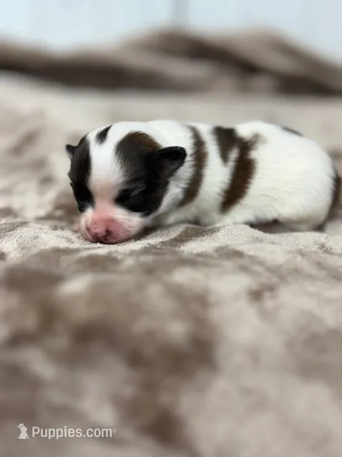 Lexi – Papillon puppy for sale in Tiskilwa, IL