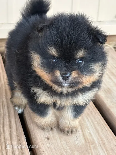 Champion Lineage!! – Pomeranian puppy for sale in Tiskilwa, IL