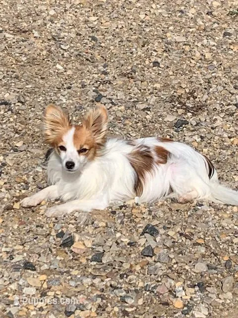 Shirley – Papillon puppy for sale in Tiskilwa, IL