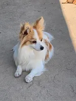 Shirley, a female Papillon for sale in Tiskilwa, IL – Photo 3 of 4