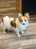 Shirley, a female Papillon for sale in Tiskilwa, IL – Photo 4 of 4