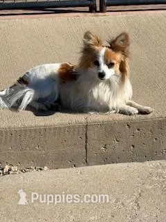 Shirley – Papillon puppy for sale in Tiskilwa, IL