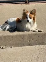 Shirley, a female Papillon for sale in Tiskilwa, IL – Photo 1 of 4