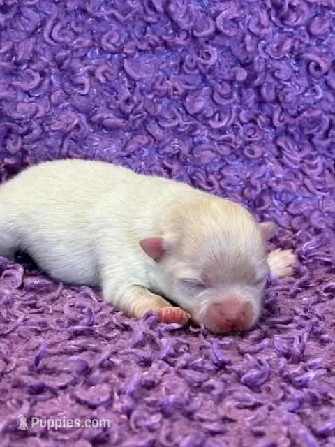 Blizzard – Pomeranian puppy for sale in Tiskilwa, IL