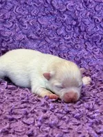 Blizzard, a female Pomeranian for sale in Tiskilwa, IL – Photo 1 of 3