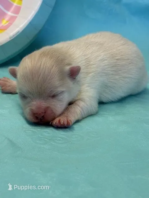 Blizzard – Pomeranian puppy for sale in Tiskilwa, IL