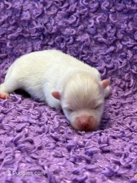 Blizzard – Pomeranian puppy for sale in Tiskilwa, IL