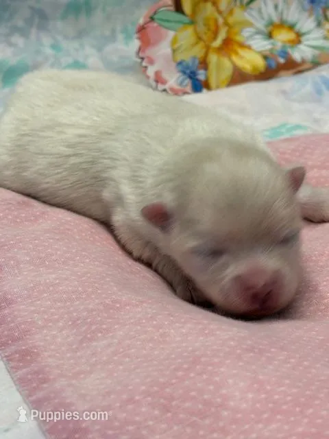 Blizzard – Pomeranian puppy for sale in Tiskilwa, IL