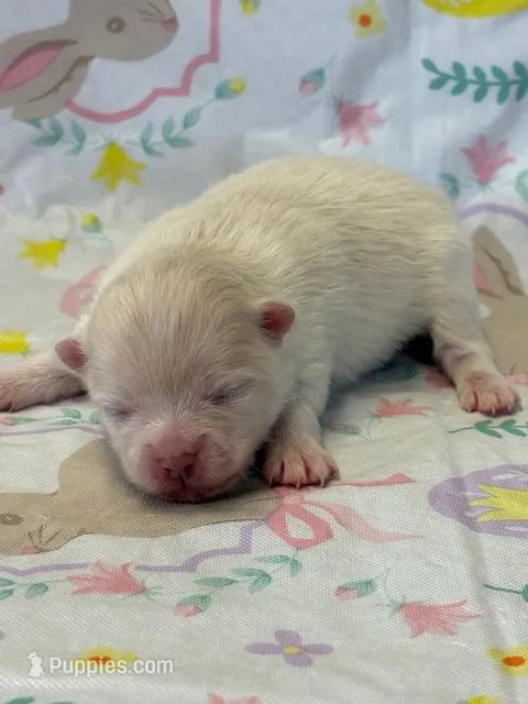 Blizzard – Pomeranian puppy for sale in Tiskilwa, IL