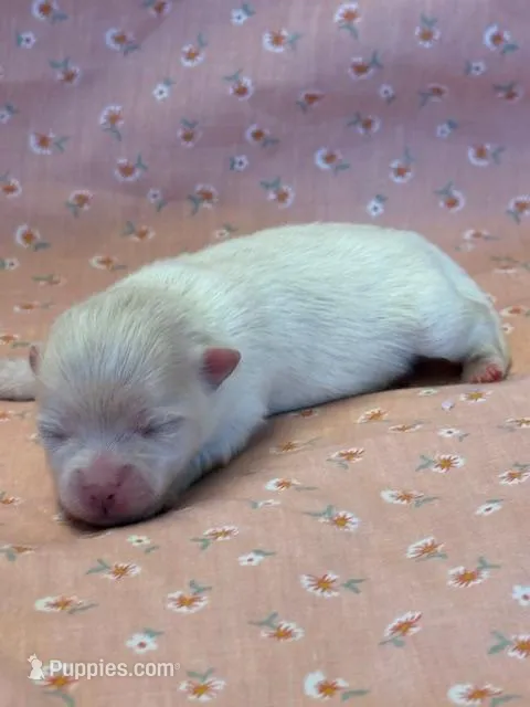 Blizzard – Pomeranian puppy for sale in Tiskilwa, IL