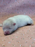 Blizzard, a female Pomeranian for sale in Tiskilwa, IL – Photo 3 of 3