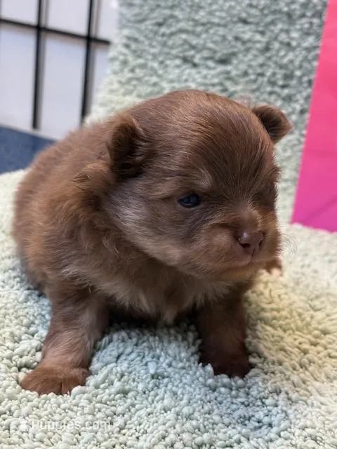 Romeo – Pomeranian puppy for sale in Tiskilwa, IL