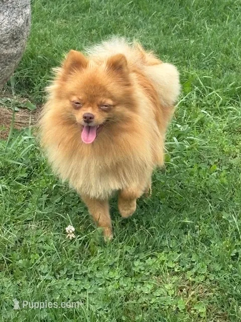Daizy – Pomeranian puppy for sale in Tiskilwa, IL