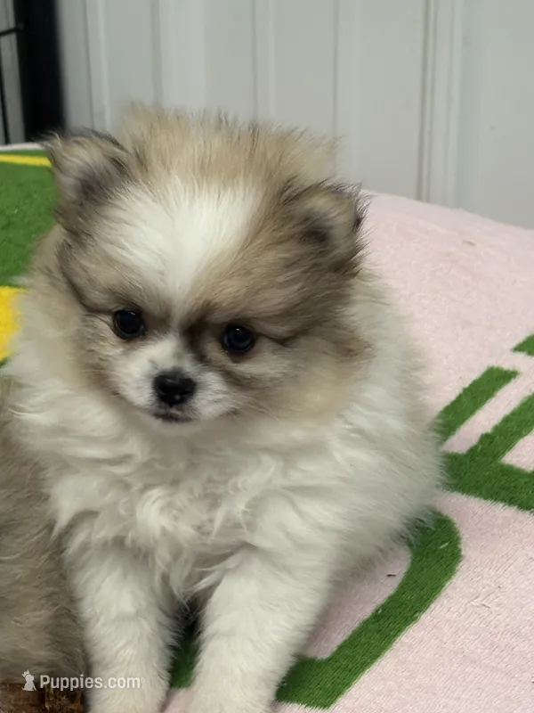 Blarney – Pomeranian puppy for sale in Tiskilwa, IL